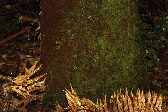 Image of Tree fern