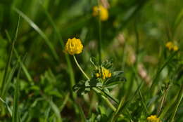 Imagem de Trifolium patens Schreb.