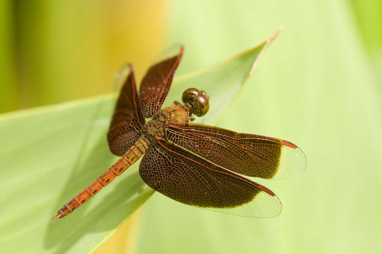 Image of Neurothemis fluctuans (Fabricius 1793)