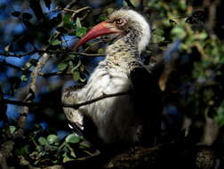 Image of Southern Red-billed Hornbill