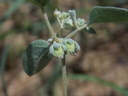 Image of threeseed croton