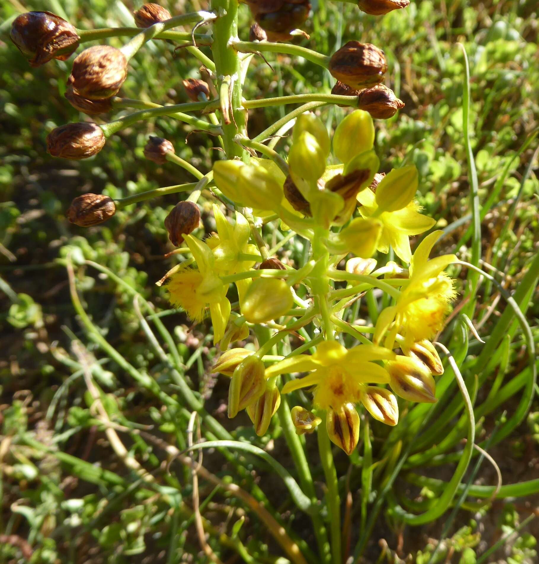 صورة Bulbine abyssinica A. Rich.