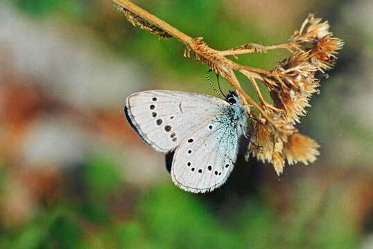 Image of Glaucopsyche lycormas (Butler 1866)