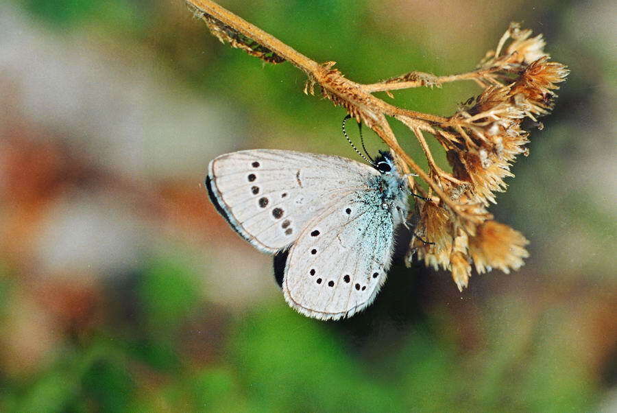 Image of Glaucopsyche lycormas (Butler 1866)