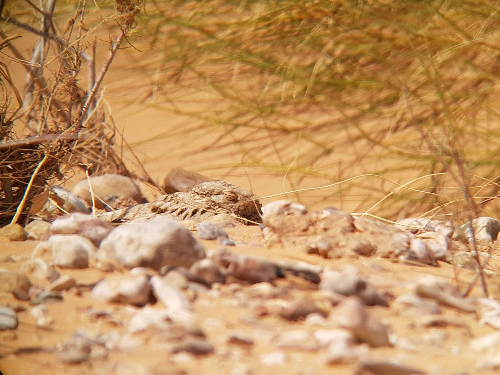 Image of Egyptian Nightjar