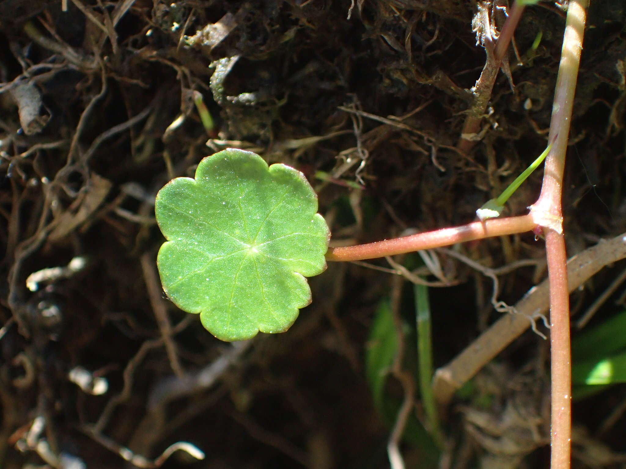 Image of Marsh Pennywort