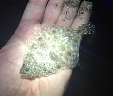 Image of Flounder