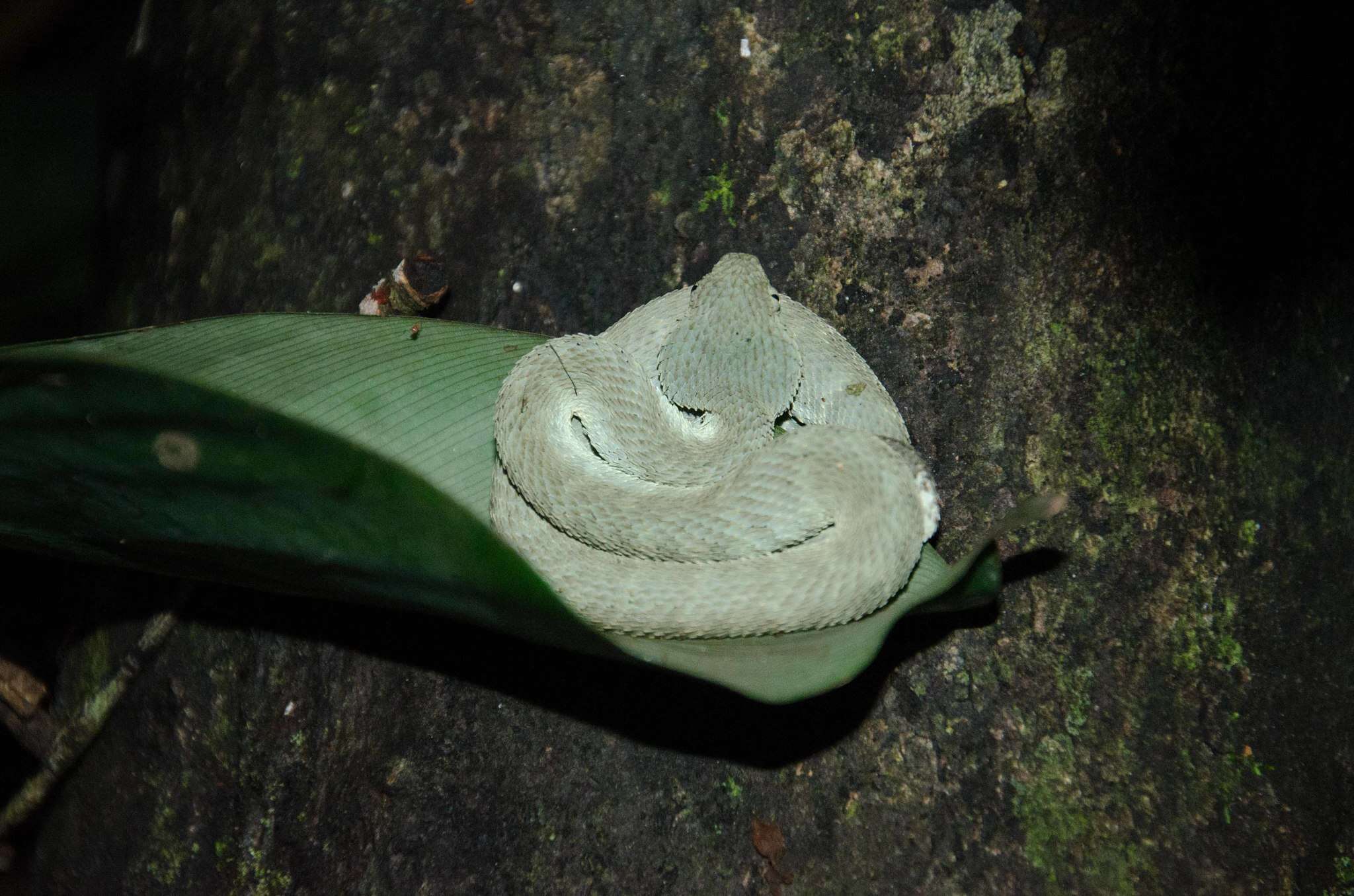 Green Bush Viper - Encyclopedia of Life