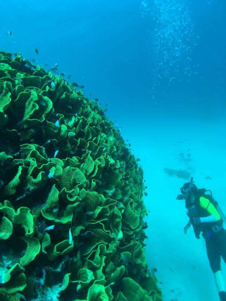 Image of Yellow scroll coral