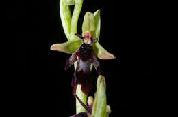 Слика од Ophrys insectifera subsp. insectifera