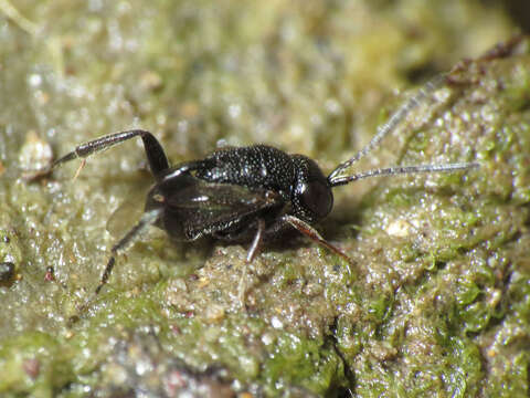 Image of Brachygaster minutus (Olivier 1792)