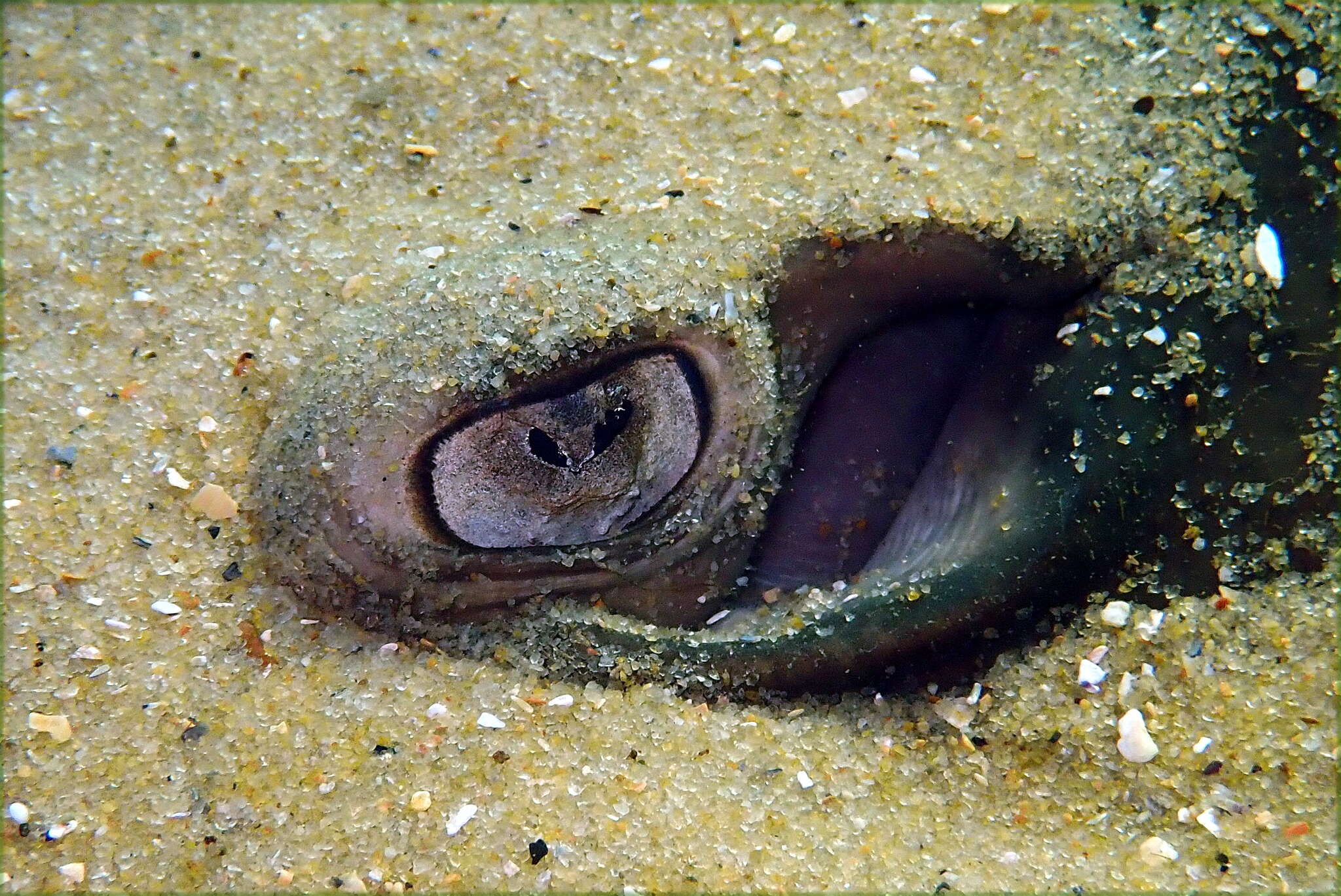 Image of Eastern Shovelnose Stingaree