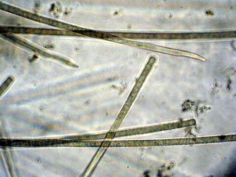 صورة Phormidium nigroviride (Thwaites ex Gomont) Anagnostidis & Komárek 1988