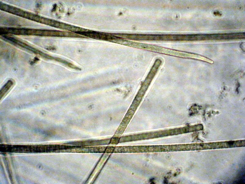 Sivun Phormidium nigroviride (Thwaites ex Gomont) Anagnostidis & Komárek 1988 kuva