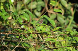 Image of Banded Prinia