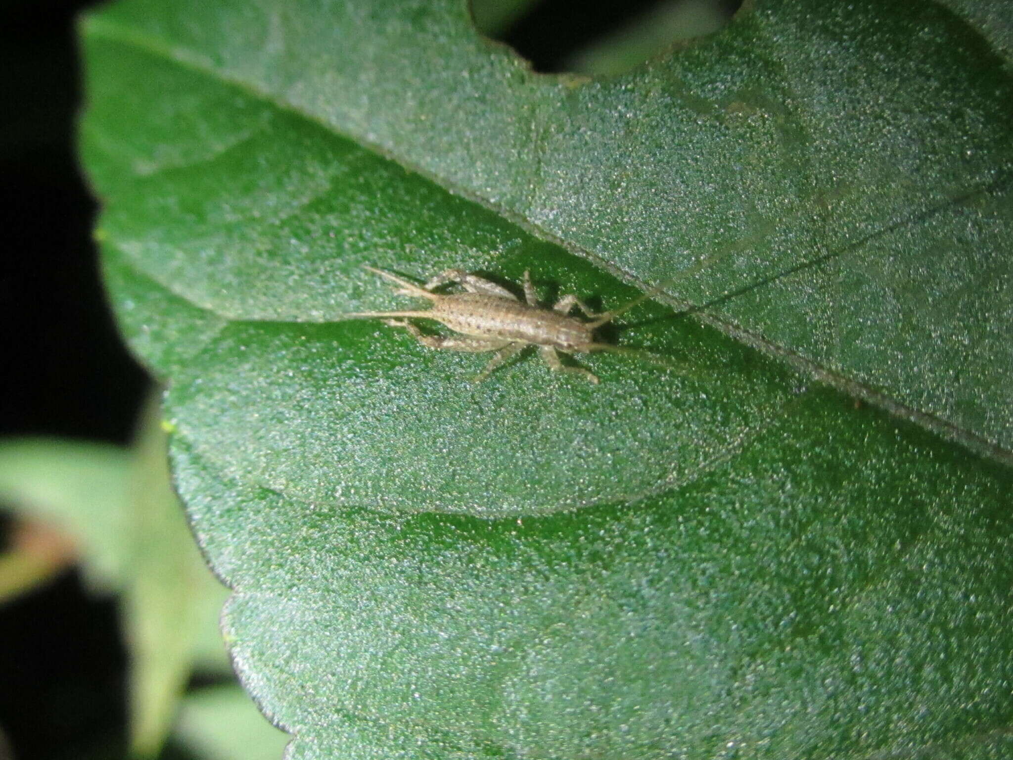 Image of Ornebius kanetataki (Matsumura & S. 1904)