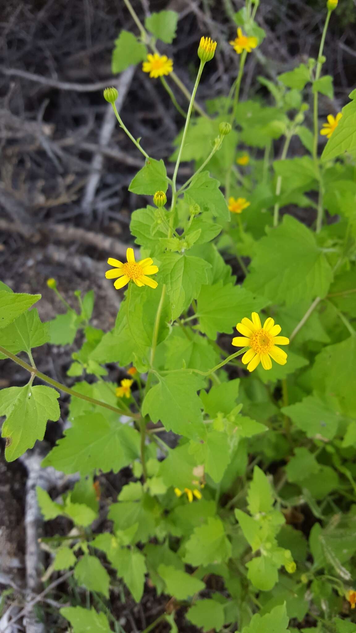 Image of Perityle cuneata var. marginata (Rydb.) I. M. Johnst.