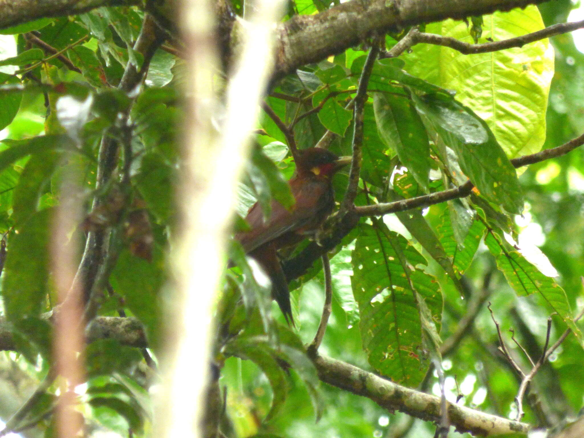 Image of Chestnut Woodpecker