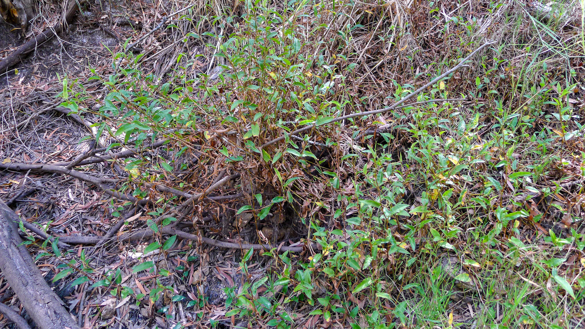 Image of Persicaria strigosa (R. Br.) Nakai