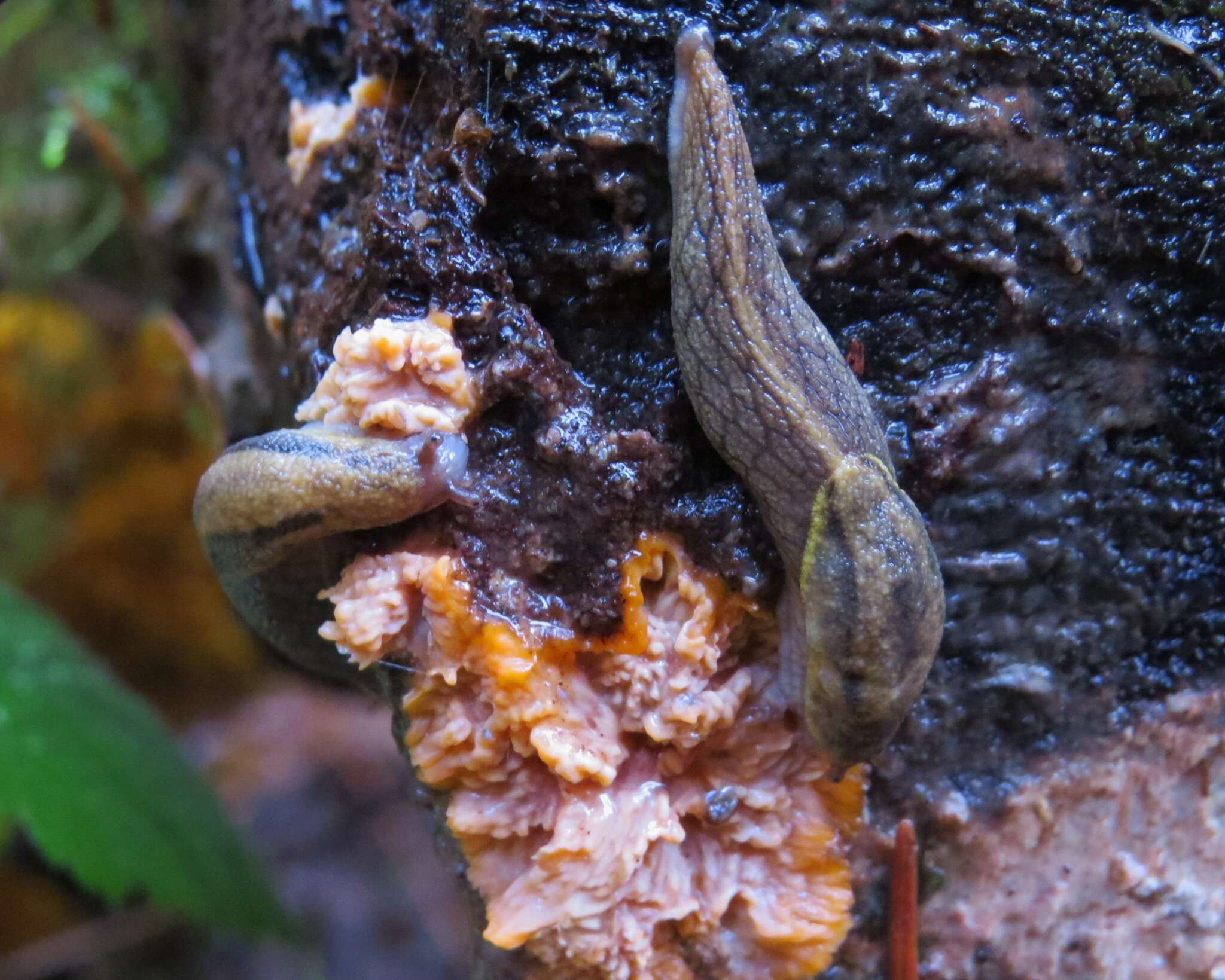 Prophysaon foliolatum (A. Gould 1851) resmi