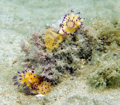 Image of Purple tipped multi-pustuled slug