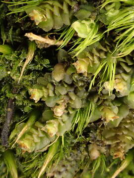 Image of Grove Earwort