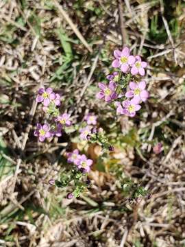 Image of Zeltnera stricta (Schiede) G. Mansion