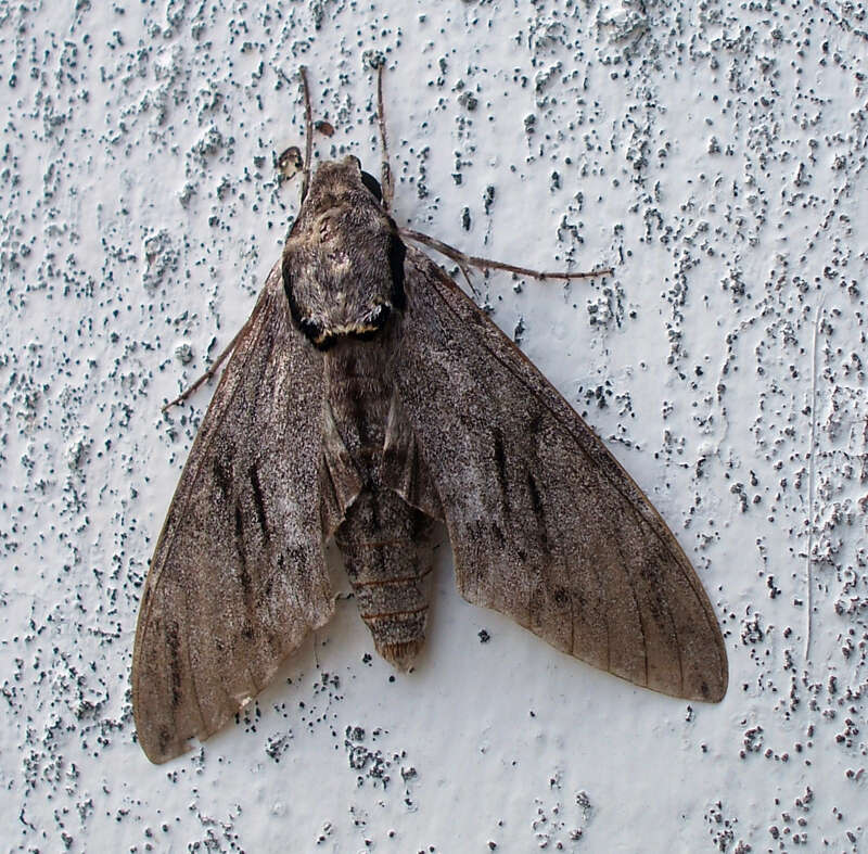 Image of Gray hawk moth