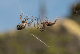 Image of Orbweaver