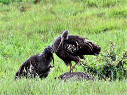 Image of Wattled Ibis