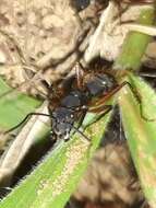 Image of Camponotus rufipes (Fabricius 1775)