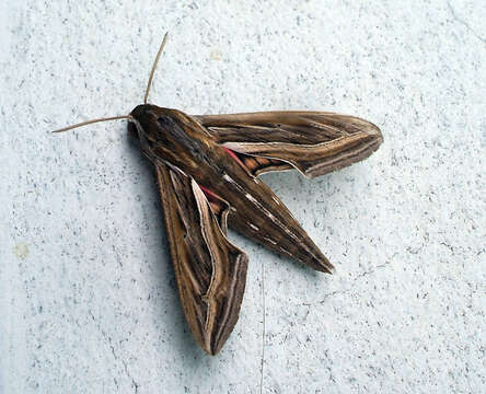 Image of Vine Hawk-Moth