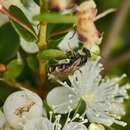 Corynura cristata (Smith 1853) resmi