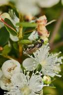 Corynura cristata (Smith 1853) resmi