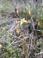 Sivun Triteleia ixioides subsp. cookii (Hoover) L. W. Lenz kuva