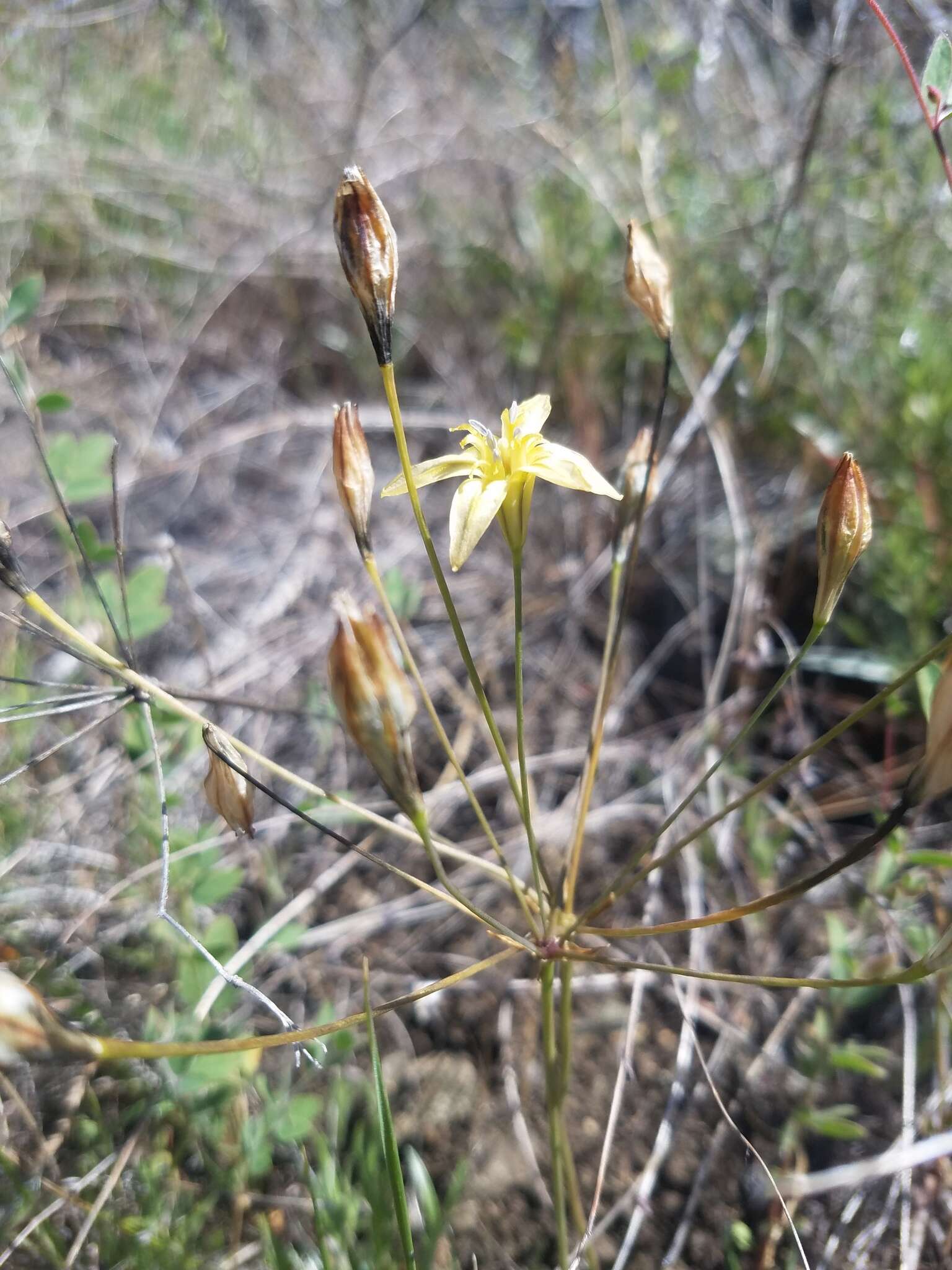 Sivun Triteleia ixioides subsp. cookii (Hoover) L. W. Lenz kuva