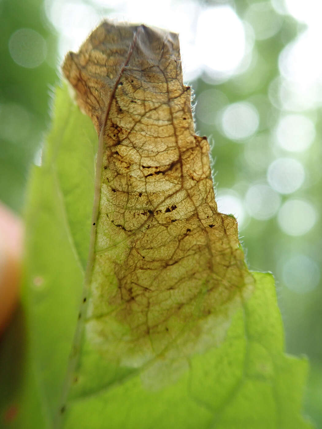 Imagem de Calycomyza menthae Spencer 1969