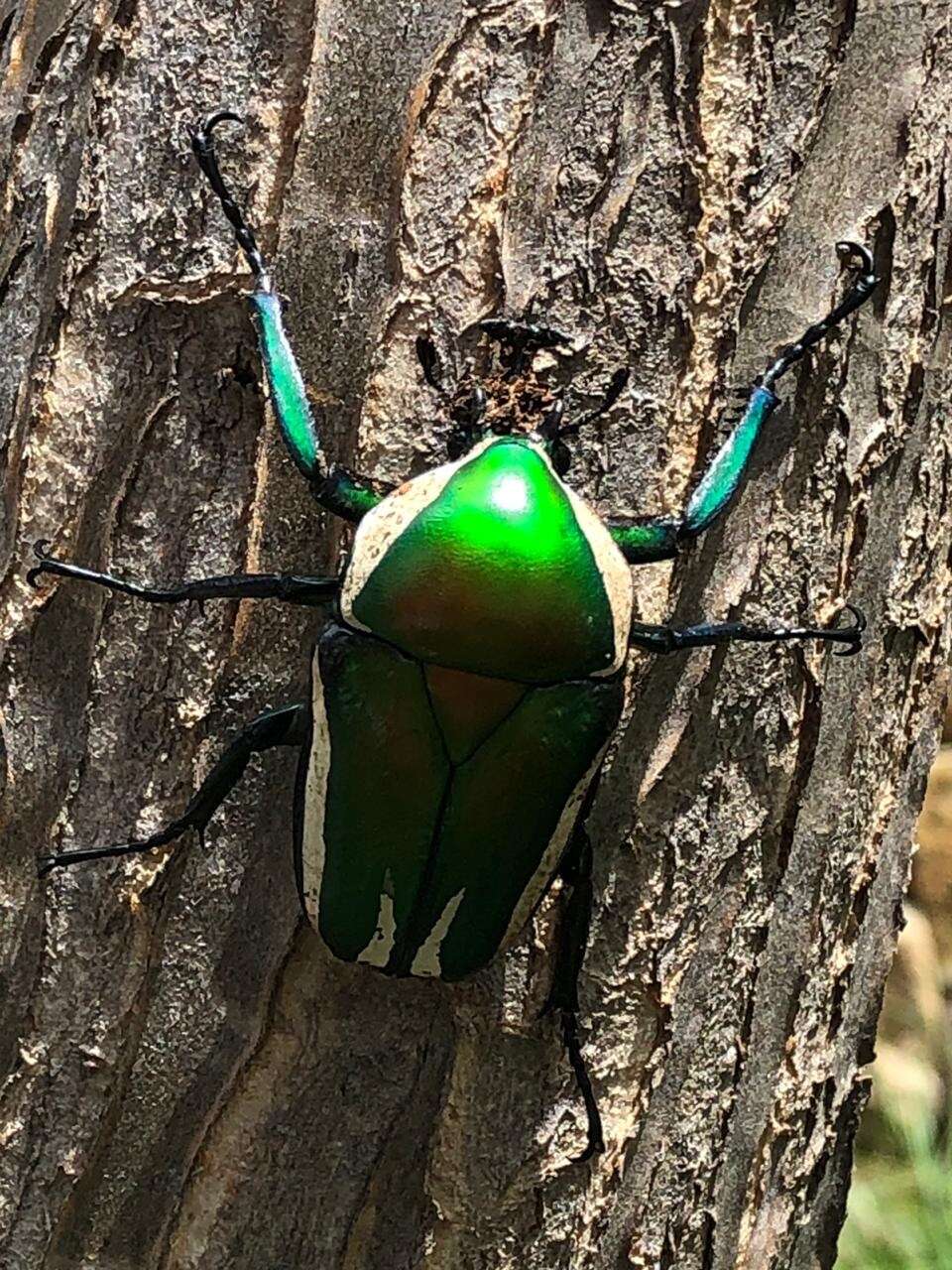 Image of Dicronorhina derbyana derbyana Westwood 1842