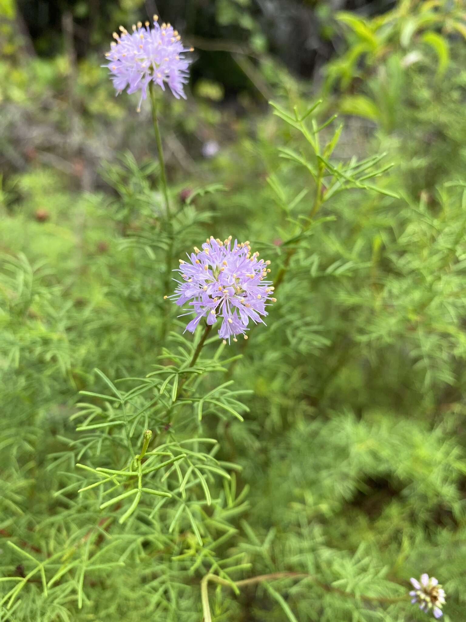 Image of Feay's prairie clover