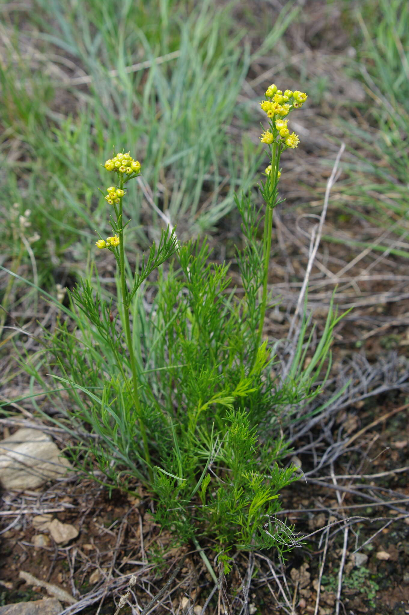 Image of Filifolium sibiricum (L.) Kitam.