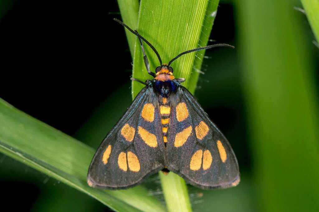 Image of Amata humeralis Butler 1876