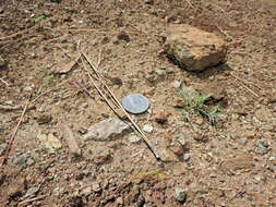 Image of Mt. Diablo bird's-beak