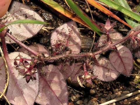 Image of Ceropegia swazica (R. A. Dyer) Bruyns