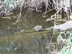 Image of Murray River Turtle