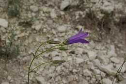 Image of Campanula daghestanica Fomin