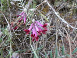 Imagem de Vicia benghalensis L.