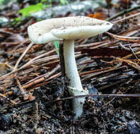 Image of Amanita solaniolens H. L. Stewart & Grund 1974