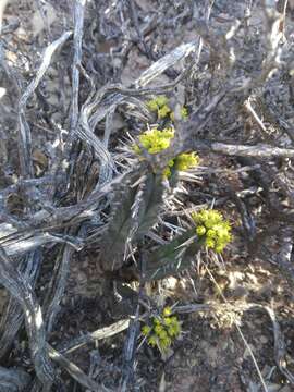 Слика од Euphorbia nesemannii R. A. Dyer