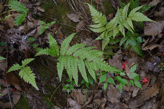 Plancia ëd Woodwardia japonica (L. fil.) Sm.