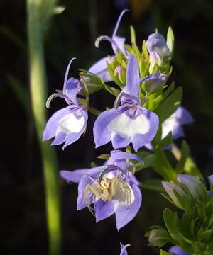 Image of elegant calicoflower